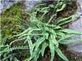 Asplenium trichomanes