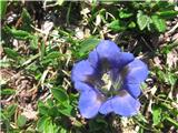 Kochov svišč (Gentiana acaulis)