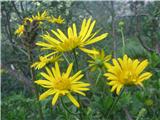 Avstrijski divjakovec (Doronicum austriacum)