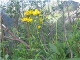 Doronicum austriacum