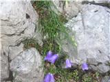 Karnijska zvončica (Campanula carnica)