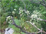 Prvič sem res dobro prepoznal hostov kamnokreč. Je najvišji od kamnokrečev. Cveti v gorskem arboretumu na planini pod Liscem. 