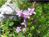 Gentianella lutescens