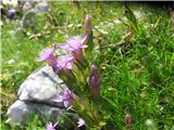 Zgodnji sviščevec (Gentianella lutescens)