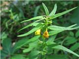 Melampyrum sylvaticum