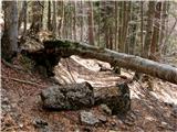 Casera Slenza (planina Slemenca) Pot  proti zgornji planini