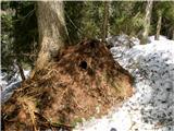 Casera Slenza (planina Slemenca) Mravljišče ob poti