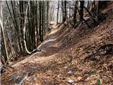 Lepa gozdna steza po kateri poteka spust