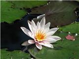 Beli lokvanj (Nymphaea alba)