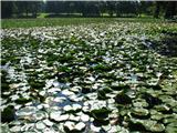 Beli lokvanj (Nymphaea alba)