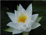 Nymphaea alba