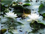 Nymphaea alba