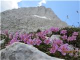 navadni slečnik,Mala mojstrovka v ozadju