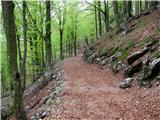 Malga di monte Cuar Spust poteka po lepi gozdni cesti