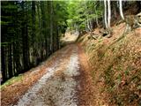 Planina Ravna-Planina Strehica Lepa gozdna pot proti planini