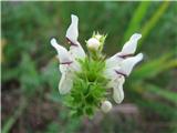 Stachys recta