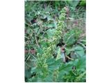 Stajska metlika (Chenopodium bonus-henricus)