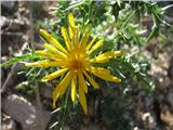 Španski žulj (Scolymus hispanica)