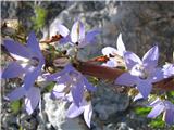 Piramidasta zvončica (Campanula pyramidalis)