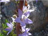 Piramidasta zvončica (Campanula pyramidalis)