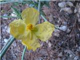 Rumena ceduljka (Glaucium flavum)