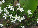 Moehringia muscosa