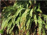 Asplenium viride