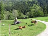Suhi dol Pred kmetijo se pase avtohtona slovenska pasma goveda.