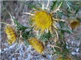 Češuljasta kompava (Carlina corymbosa)