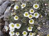 Saxifraga burseriana