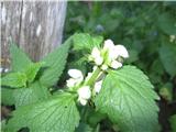 Lamium album