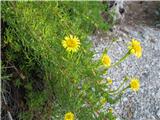 Obmorski oman (Inula crithmoides ali Limbarda crithmoides)