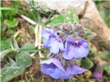 Koroški pljučnik (Pulmonaria carnica)