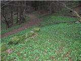 Planina Osredek na Pokovša Smo že prek skalovja v česnovi deželi.