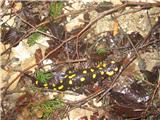 Planina Osredek na Pokovša Pikčasti prijateljček se ni dal motiti.