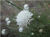 Bleda obloglavka (Cephalaria leucantha)