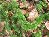 Brinolistni lisičjak (Lycopodium annotinum)