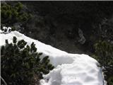 Planina Korošica po lovski,Košutica od Hajnževoga sedla do koče na starem Ljubelju Na grebenu ponekod kar precej snega-previdno.