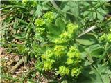 Navadna ali ostrokrpa plahtica (Alchemilla vulgaris)