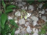 Silene nutans ssp. nutans