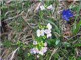 Hallerjev penušnjek (Cardaminopsis halleri)