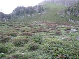 Južna Tirolska, vzhodni del: Rote Wand (Rotwand), 2818 m pobočje cvetočega rododendrona