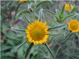 Bodeči trnojek (Pallenis spinosa)