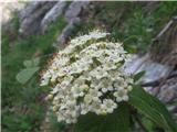 Dobrovita (Viburnum lantana)