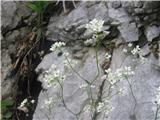 Skalna kernerjevka (Kernera saxatilis)