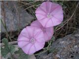 Convolvulus althaeoides