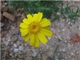 Rumena kamilica (Anthemis tinctoria)