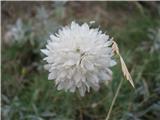 Bleda obloglavka (Cephalaria leucantha)