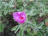 Cistus incanus