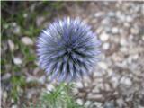 Navadni bodoglavec (Echinops ritro)